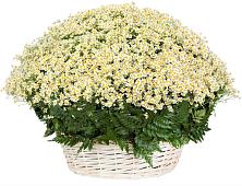 Цветочная композиция из Ромашки в корзине #REPLACE_PRED# Рождественно